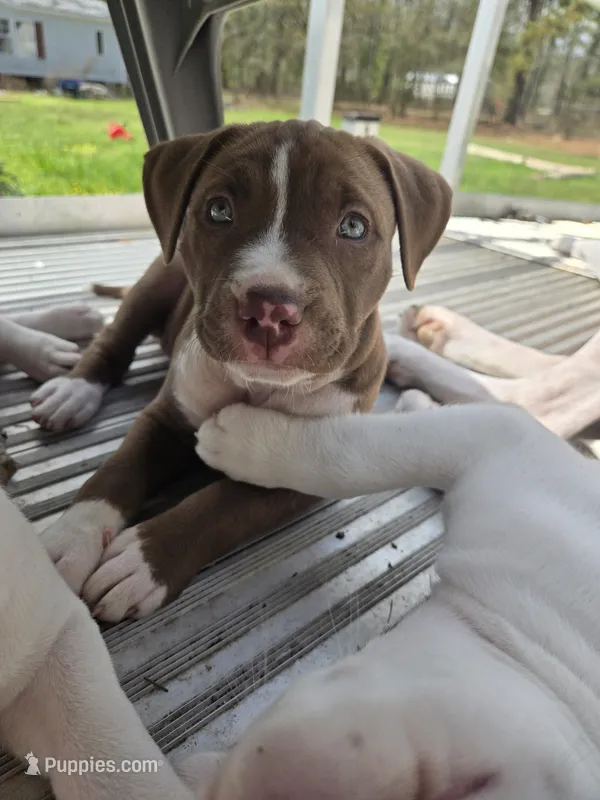 Brown – American Pit Bull Terrier puppy for sale in Hammond, LA