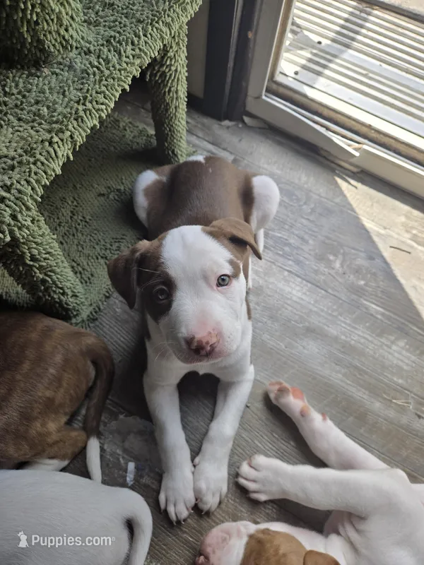 N/A – American Pit Bull Terrier puppy for sale in Hammond, LA