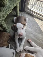 N/A, a male American Pit Bull Terrier for sale in Hammond, LA – Photo 1 of 2