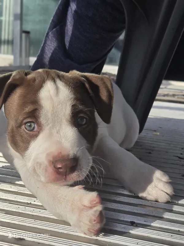 N/A – American Pit Bull Terrier puppy for sale in Hammond, LA