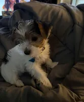 Penelope, a female Yorkshire Terrier for sale in Montgomery, AL – Photo 10 of 10