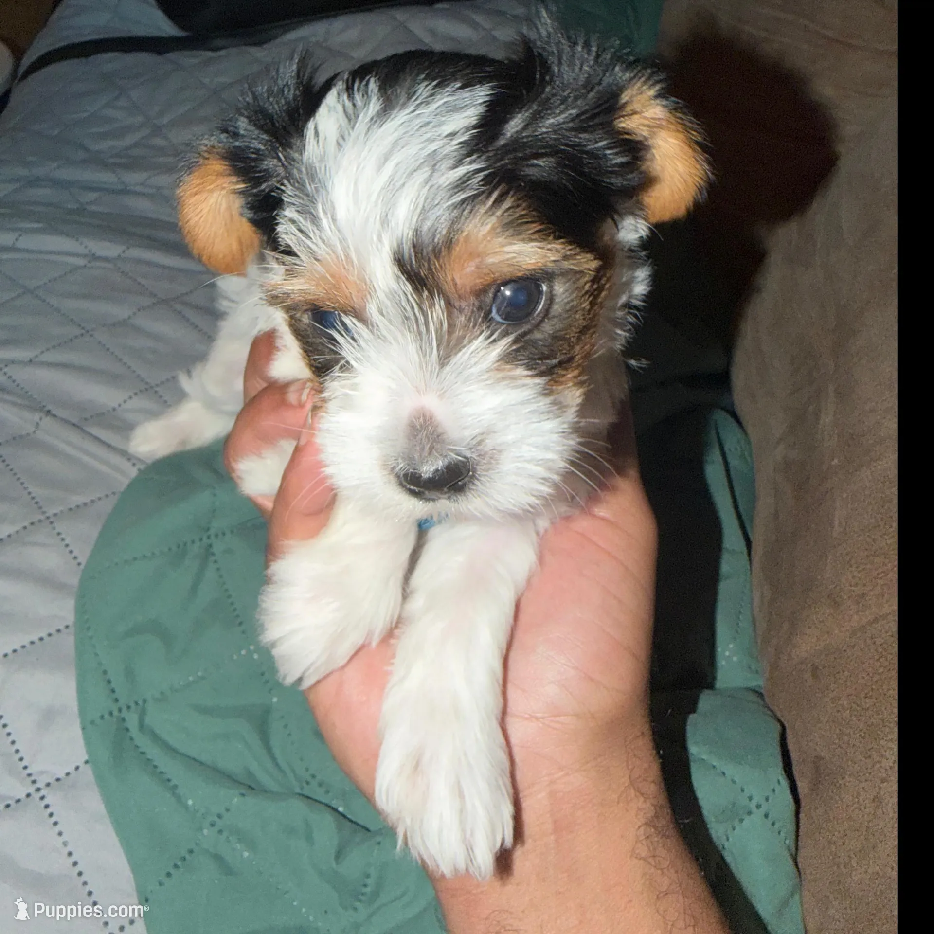 Penelope, a female Yorkshire Terrier for sale in Montgomery, AL – Photo 10 of 10