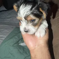 Penelope, a female Yorkshire Terrier for sale in Montgomery, AL – Photo 7 of 10