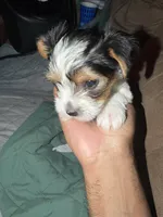 Penelope, a female Yorkshire Terrier for sale in Montgomery, AL – Photo 8 of 10