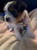 Penelope, a female Yorkshire Terrier for sale in Montgomery, AL – Photo 4 of 10