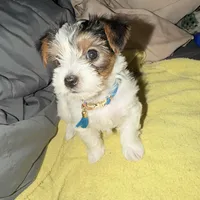 Penelope, a female Yorkshire Terrier for sale in Montgomery, AL – Photo 1 of 10