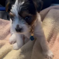 Penelope, a female Yorkshire Terrier for sale in Montgomery, AL – Photo 4 of 10