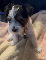 Penelope, a female Yorkshire Terrier for sale in Montgomery, AL – Photo 5 of 10