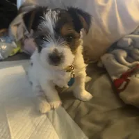 Penelope, a female Yorkshire Terrier for sale in Montgomery, AL – Photo 2 of 10