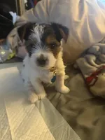 Penelope, a female Yorkshire Terrier for sale in Montgomery, AL – Photo 2 of 10