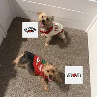 Penelope, a female Yorkshire Terrier for sale in Montgomery, AL – Photo 5 of 10