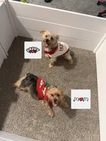 Penelope, a female Yorkshire Terrier for sale in Montgomery, AL – Photo 7 of 10