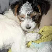 Penelope, a female Yorkshire Terrier for sale in Montgomery, AL – Photo 9 of 10