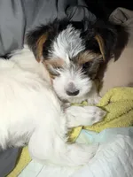 Penelope, a female Yorkshire Terrier for sale in Montgomery, AL – Photo 9 of 10