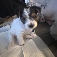 Penelope, a female Yorkshire Terrier for sale in Montgomery, AL – Photo 3 of 10