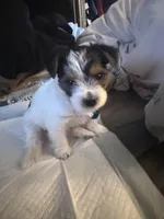 Penelope, a female Yorkshire Terrier for sale in Montgomery, AL – Photo 3 of 10