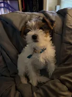 Penelope, a female Yorkshire Terrier for sale in Montgomery, AL – Photo 8 of 10