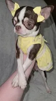 Raina , a female Chihuahua for sale in Jackson, TN – 5 of 8