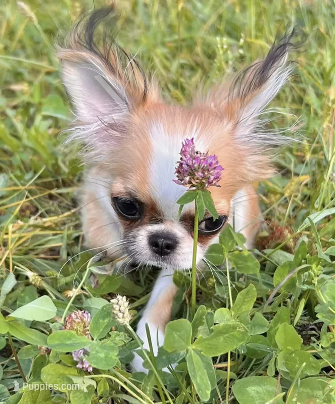 Franklin  – Chihuahua puppy for sale in Jackson, TN