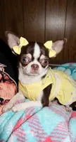 Raina , a female Chihuahua for sale in Jackson, TN – 2 of 8