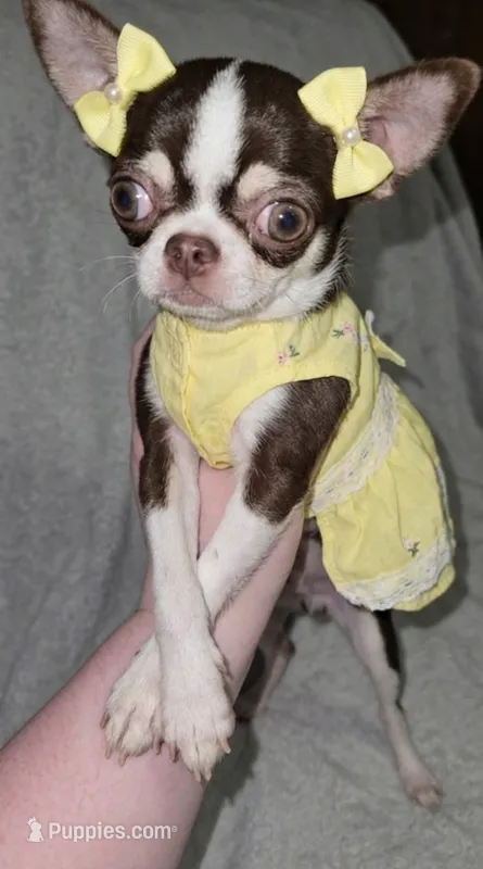 Raina  – Chihuahua puppy for sale in Jackson, TN