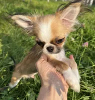 Franklin , a male Chihuahua for sale in Jackson, TN – 2 of 2