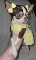 Raina , a female Chihuahua for sale in Jackson, TN – 7 of 8