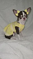 Raina , a female Chihuahua for sale in Jackson, TN – 8 of 8