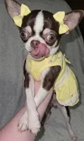 Raina , a female Chihuahua for sale in Jackson, TN – 3 of 3