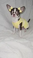 Raina , a female Chihuahua for sale in Jackson, TN – 6 of 8