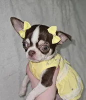 Raina , a female Chihuahua for sale in Jackson, TN – 3 of 8