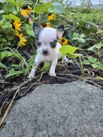 Bug, a male Chihuahua for sale in Fenton, MI – 1 of 9