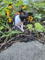 Susie, a female Chihuahua for sale in Fenton, MI – 5 of 9