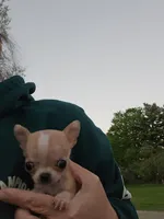 Tiny teacup Bug, a male Chihuahua for sale in Fenton, MI – 4 of 7