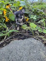 Lilly , a female Chihuahua for sale in Fenton, MI – 5 of 8