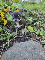 Daisy , a female Chihuahua for sale in Fenton, MI – 3 of 7