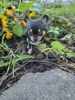 Lilly , a female Chihuahua for sale in Fenton, MI – 6 of 8