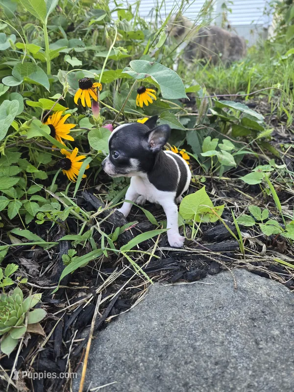 Tex – Chihuahua puppy for sale in Fenton, MI