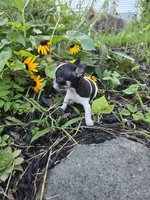 Tex, a male Chihuahua for sale in Fenton, MI – 1 of 8