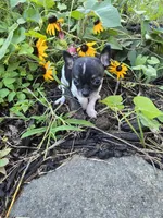 Susie, a female Chihuahua for sale in Fenton, MI – 2 of 9