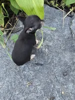 Lilly , a female Chihuahua for sale in Fenton, MI – 3 of 8