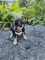 Lilly , a female Chihuahua for sale in Fenton, MI – 4 of 8