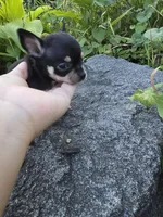 Lilly , a female Chihuahua for sale in Fenton, MI – 2 of 8