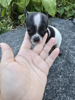 Tex, a male Chihuahua for sale in Fenton, MI – 4 of 8