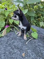 Daisy , a female Chihuahua for sale in Fenton, MI – 6 of 9