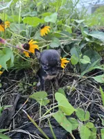 Teacup Minnie mouse, a female Chihuahua for sale in Fenton, MI – 5 of 7