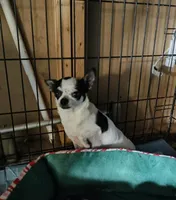 Daisy , a female Chihuahua for sale in Fenton, MI – 7 of 7