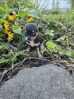 Daisy , a female Chihuahua for sale in Fenton, MI – 4 of 7