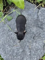 Daisy , a female Chihuahua for sale in Fenton, MI – 5 of 7