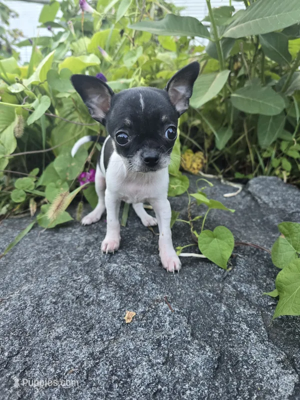 Susie – Chihuahua puppy for sale in Fenton, MI
